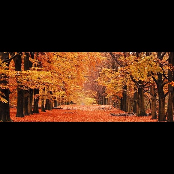 Meet your Posher, Stacy - Picture 4 of 4